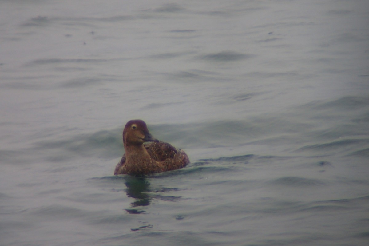 King Eider - Zach Hawn