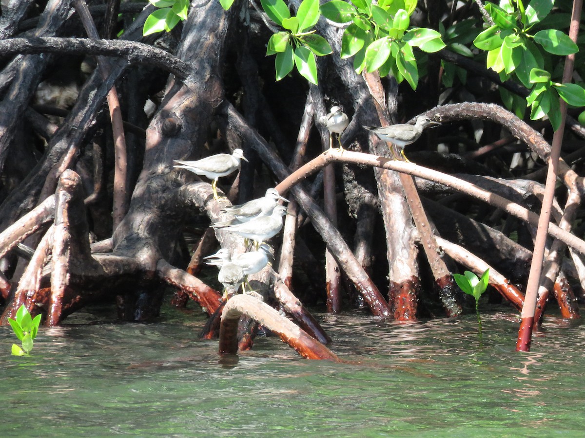 Grauschwanz-Wasserläufer - ML211042241