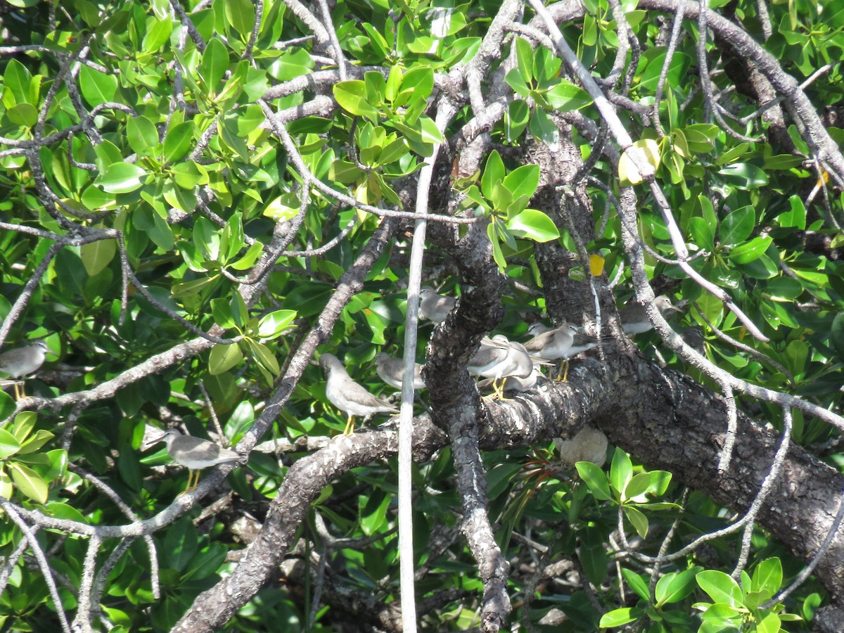 Gray-tailed Tattler - ML211042301