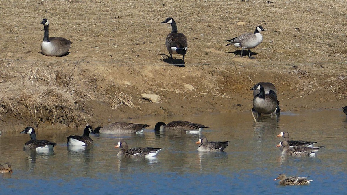 Greater White-fronted Goose - ML211043041
