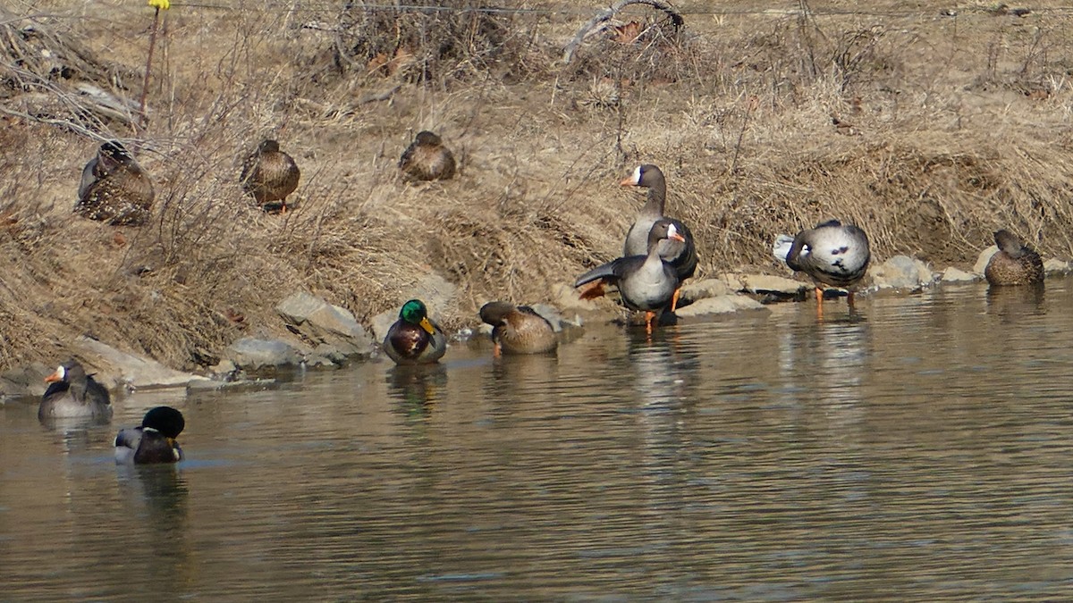 Greater White-fronted Goose - ML211043081