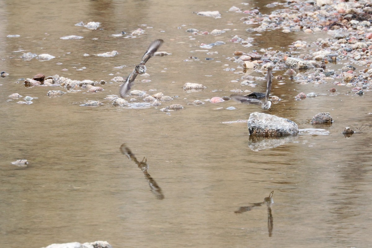Least Sandpiper - ML211043471