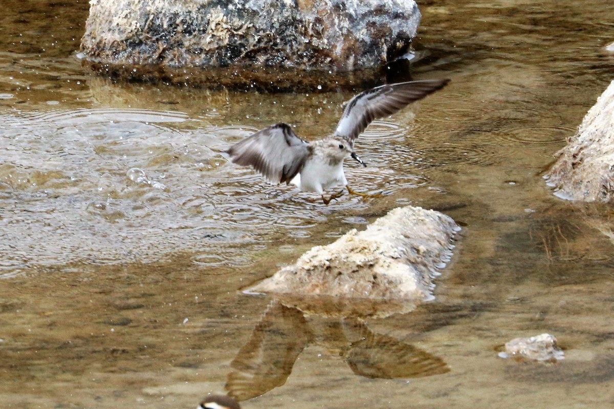 Least Sandpiper - ML211043801