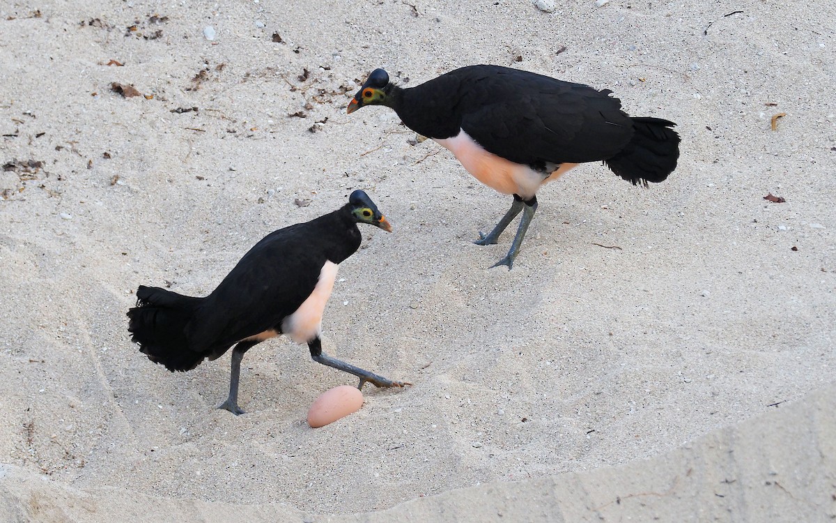 Talégalo Maleo - ML211044831