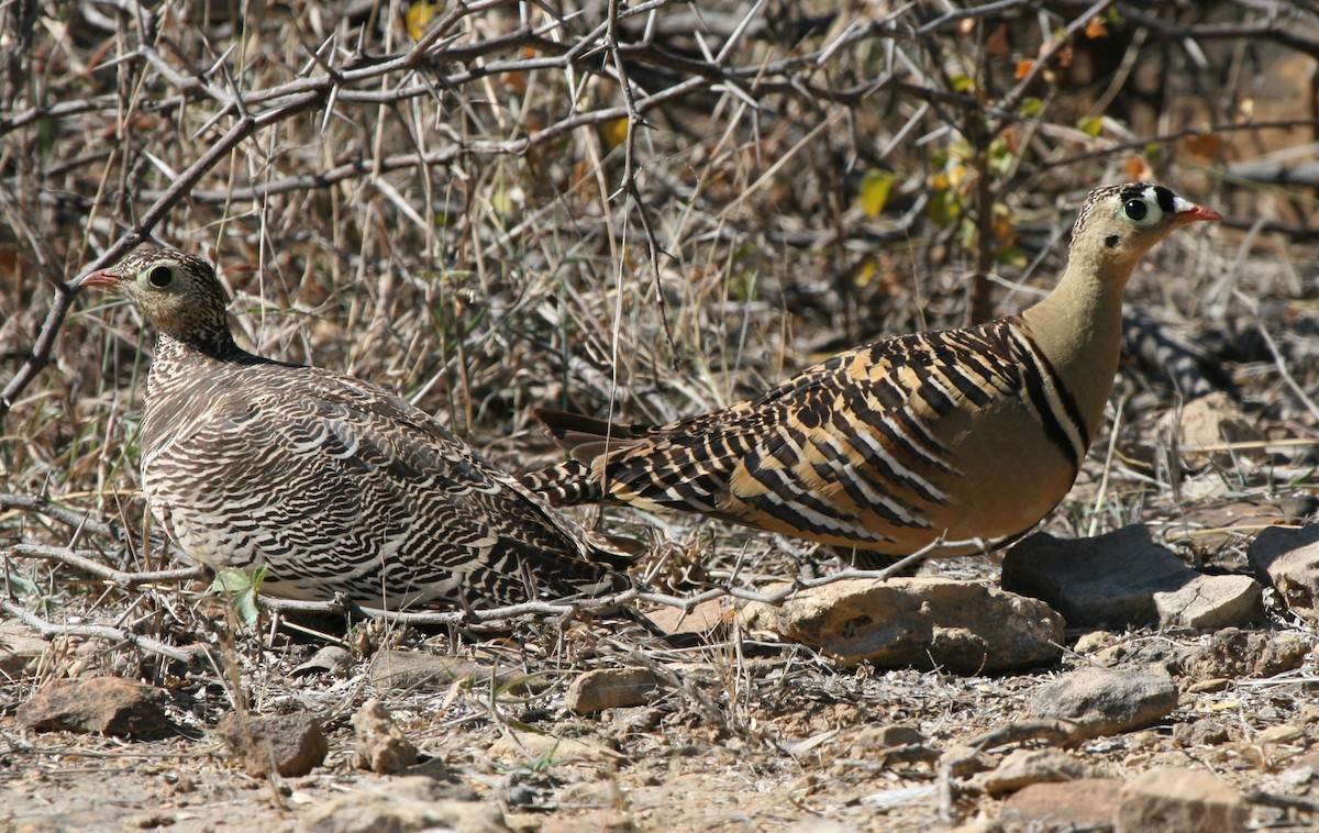 Painted Sandgrouse - James (Jim) Holmes