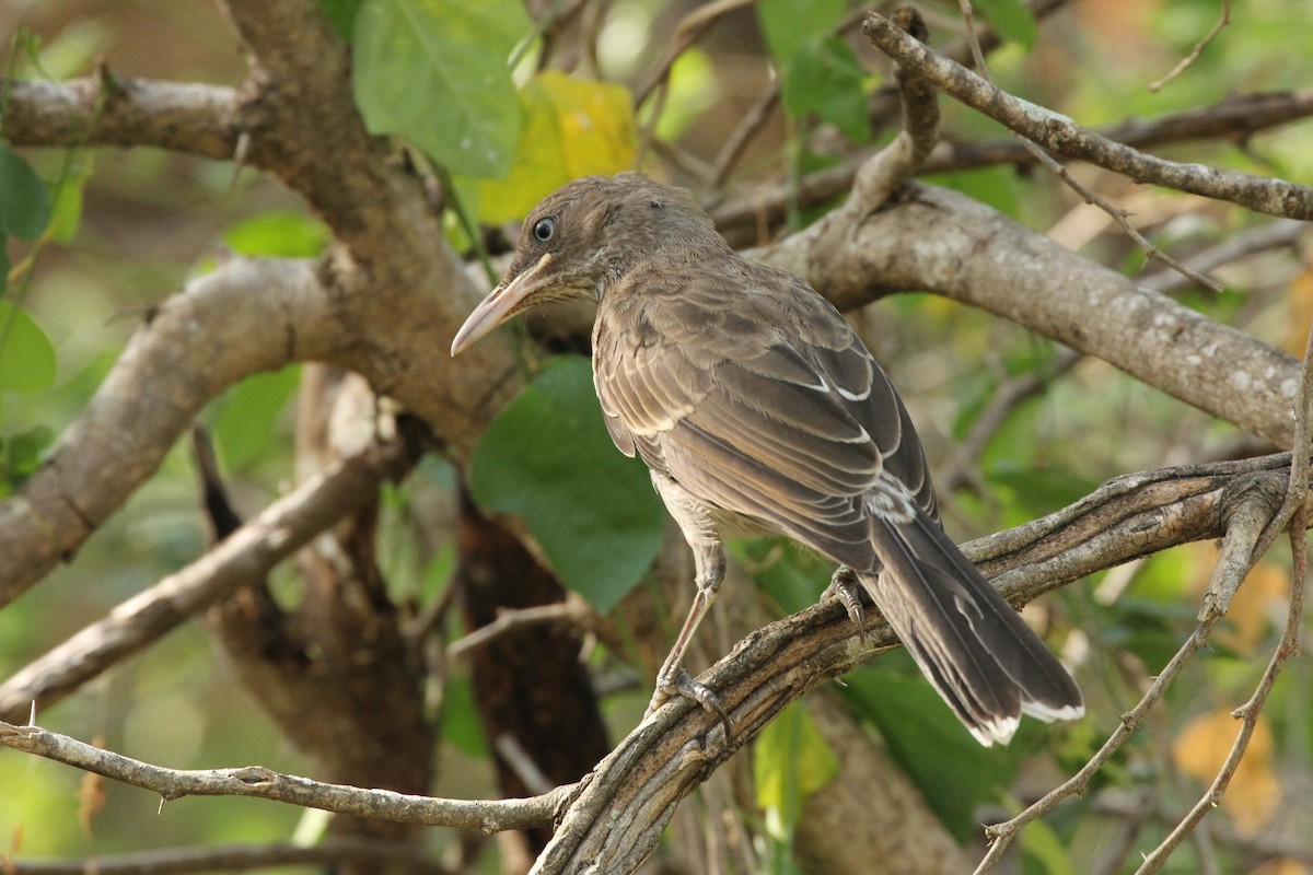 Pearly-eyed Thrasher - ML211047001