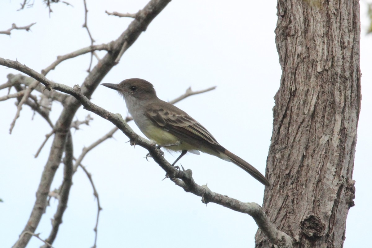 Brown-crested Flycatcher - ML211047041