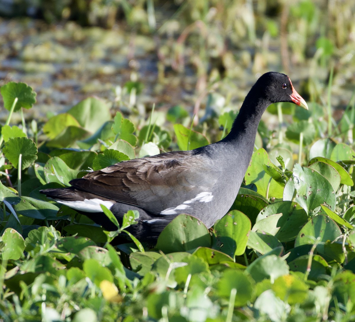 Common Gallinule - ML211047111