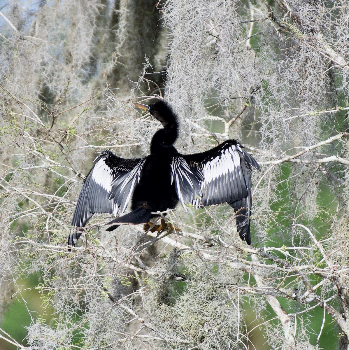 anhinga americká - ML211047281