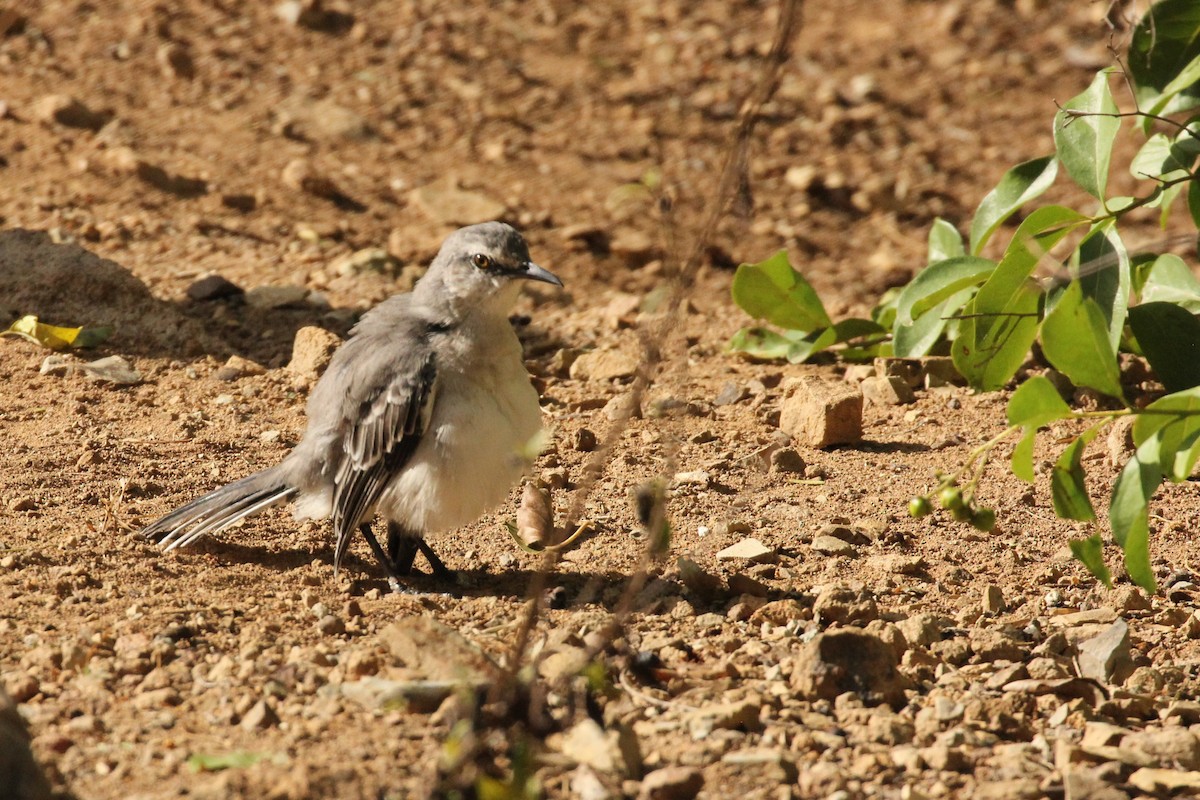 Tropical Mockingbird - ML211047741