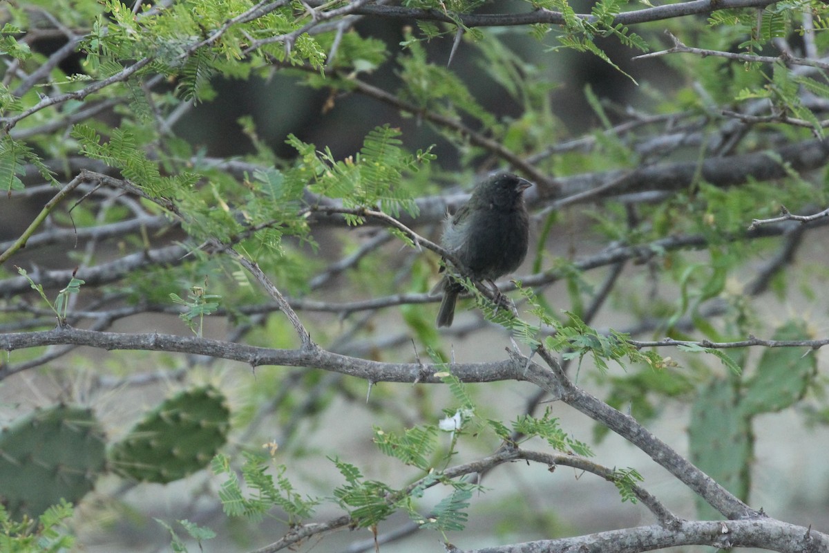 Black-faced Grassquit - ML211047901