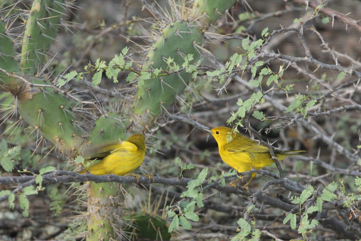 Yellow Warbler - ML211048101