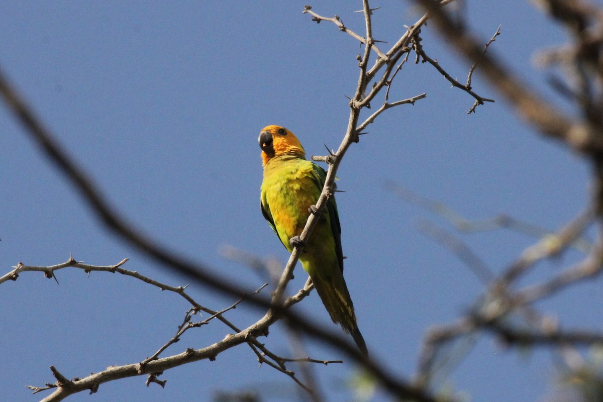 Brown-throated Parakeet - ML211048411