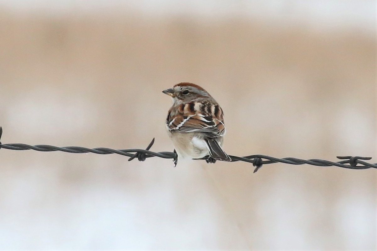 American Tree Sparrow - Charles Davies