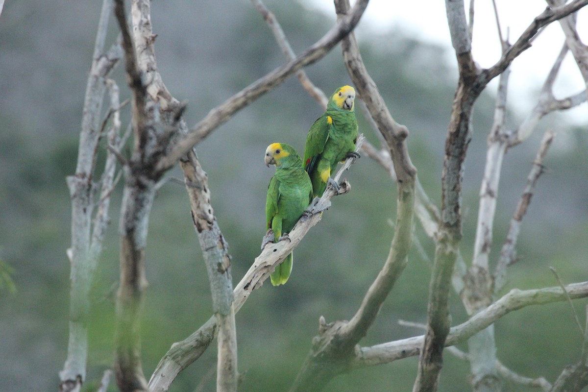 Yellow-shouldered Parrot - ML211048881