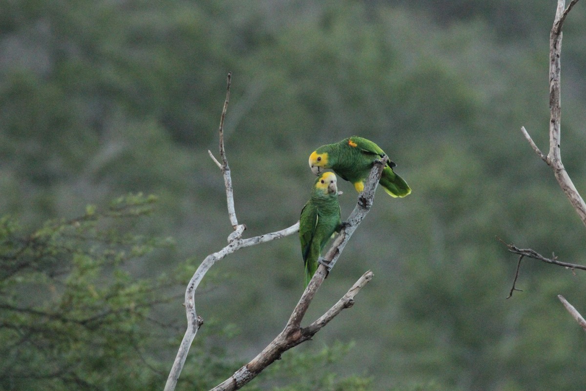 Amazone à épaulettes jaunes - ML211049041