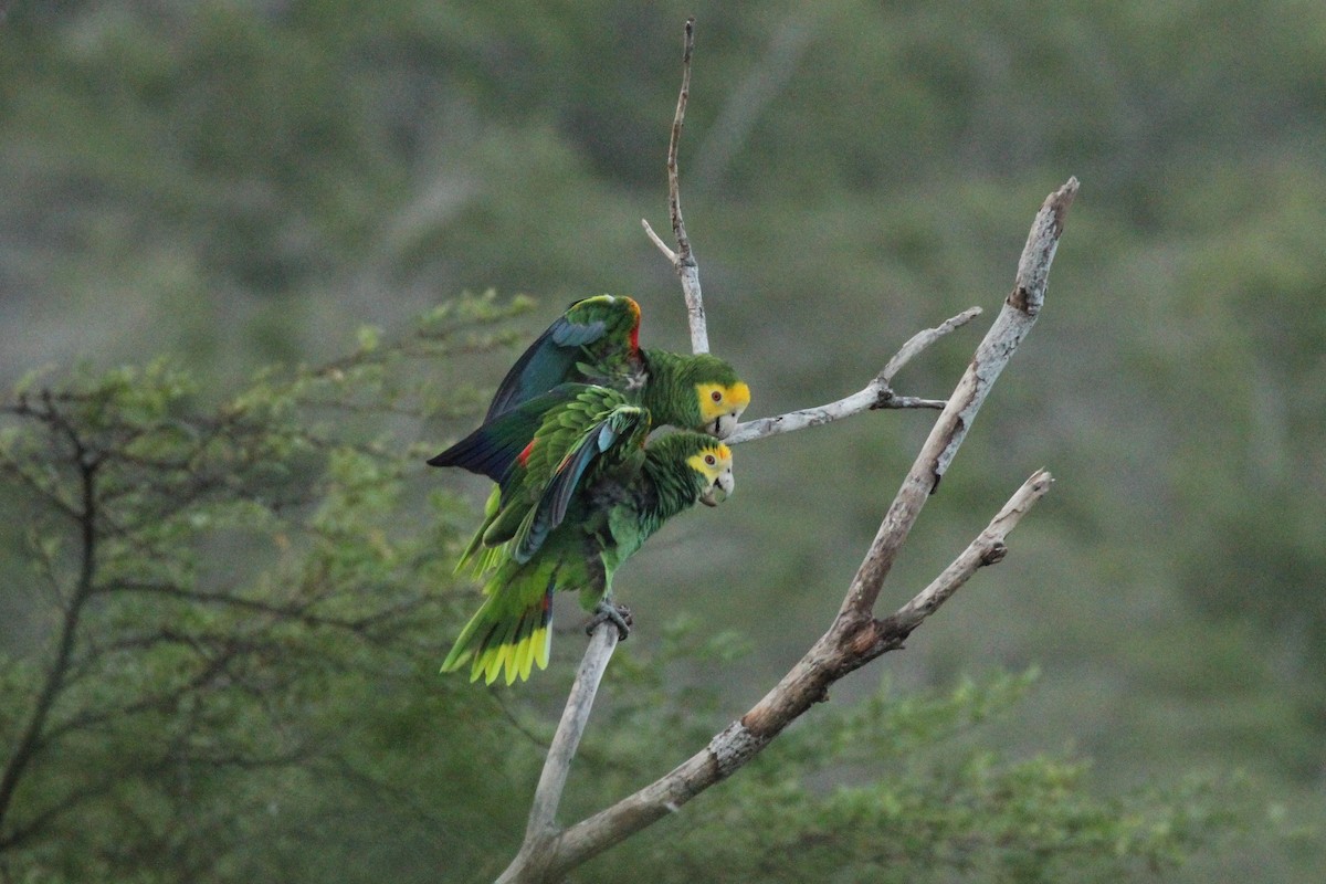 Yellow-shouldered Parrot - ML211049181