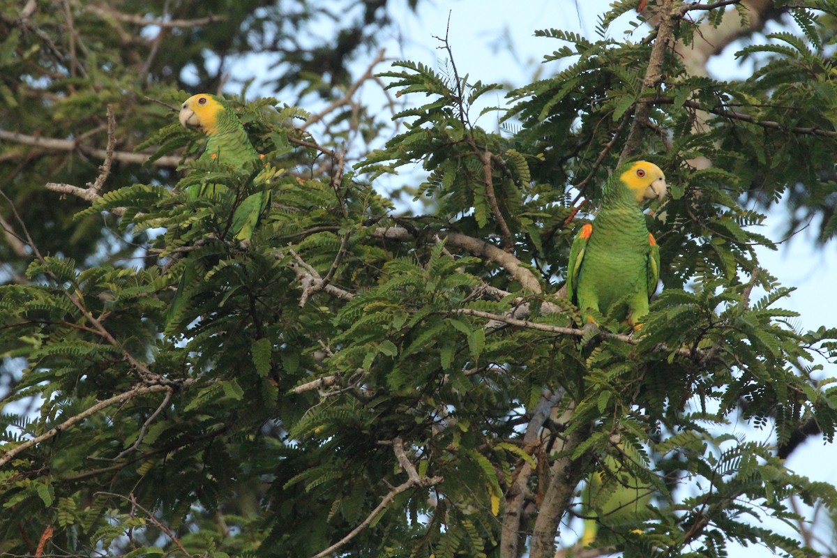 Amazone à épaulettes jaunes - ML211049481