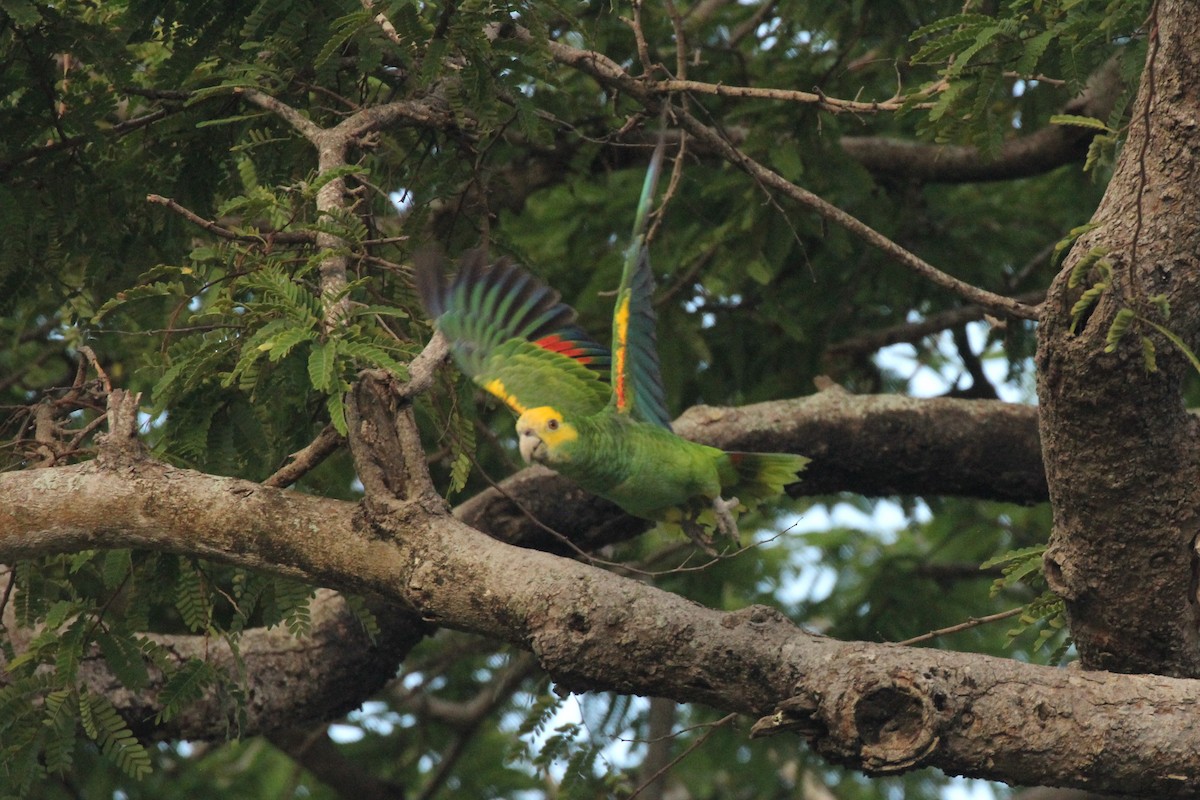 Yellow-shouldered Parrot - ML211049491