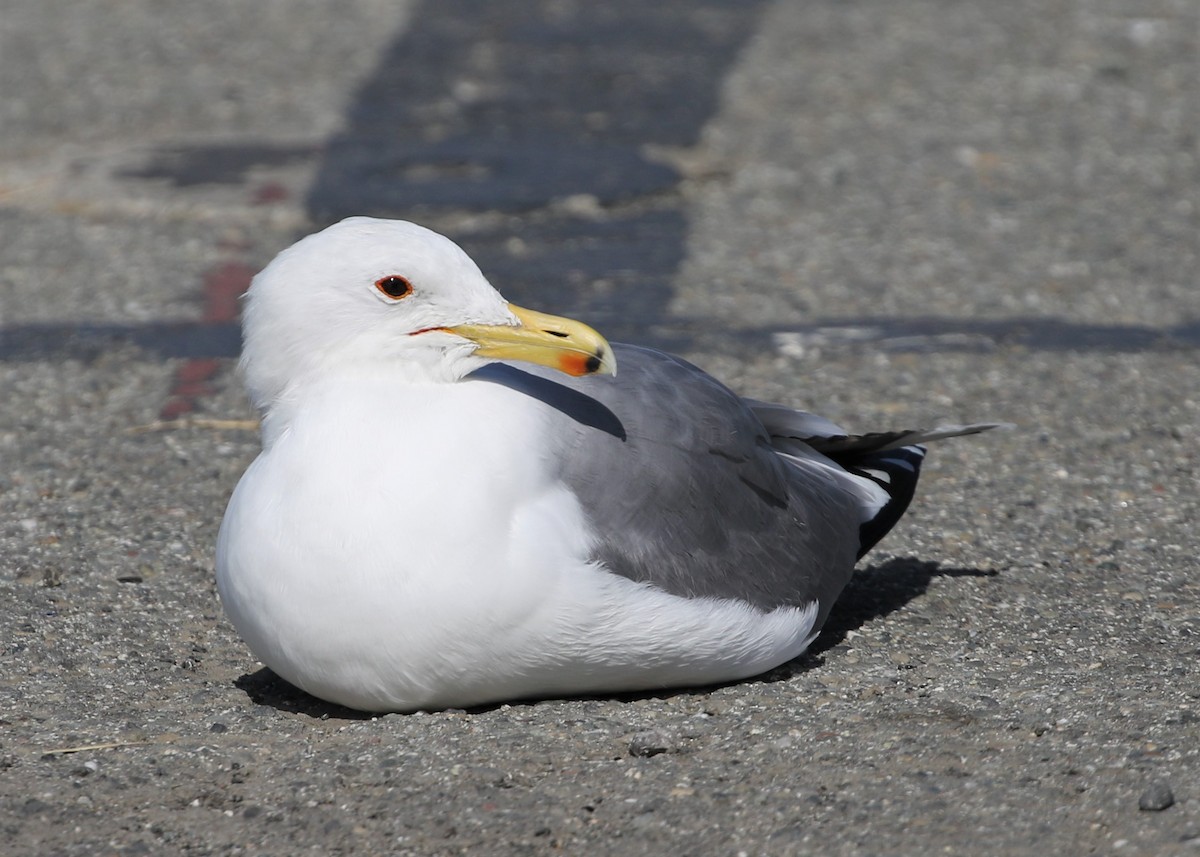 California Gull - Dean LaTray