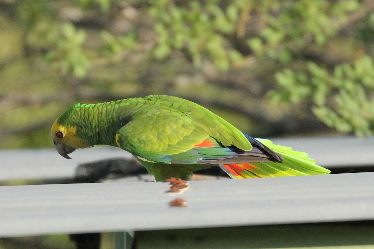 Amazone à épaulettes jaunes - ML211050001