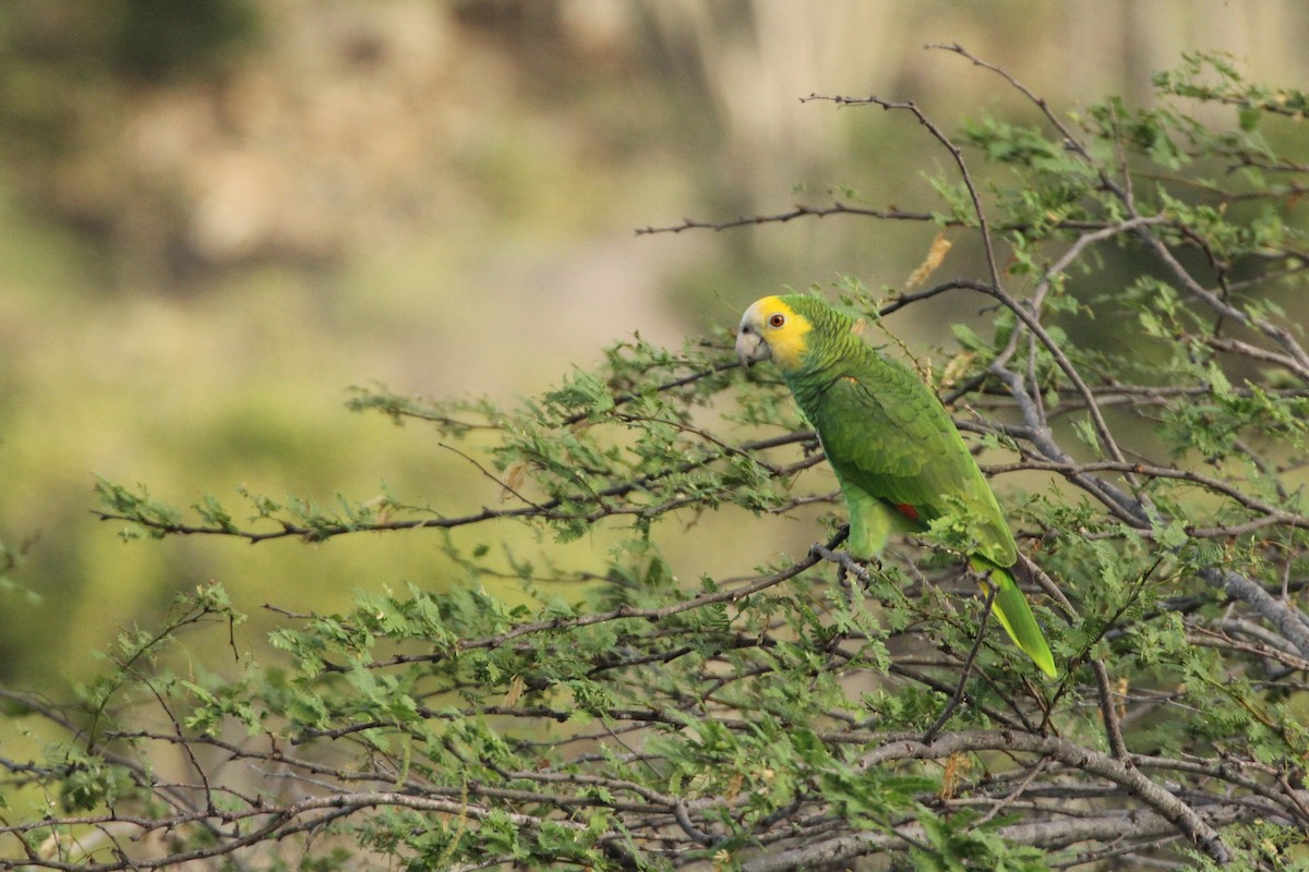 Amazone à épaulettes jaunes - ML211050011