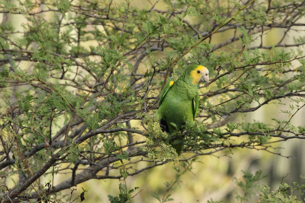 Yellow-shouldered Parrot - Sander Willems