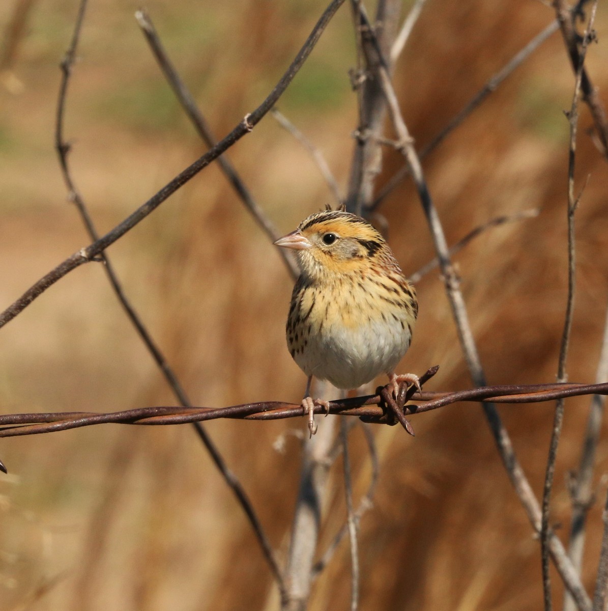 LeConte's Sparrow - ML211050121