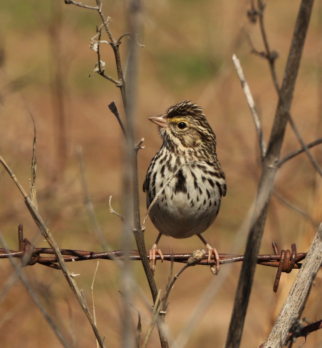 Savannah Sparrow - ML211050241