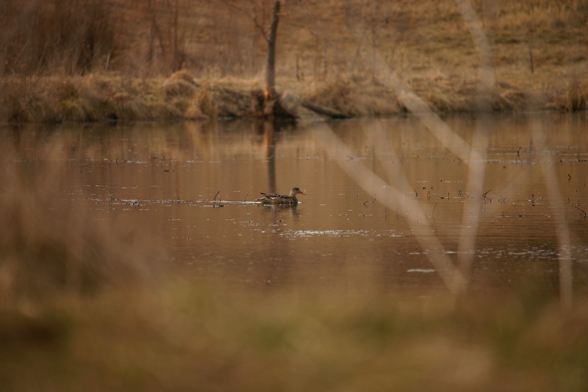 Gadwall - ML211050281