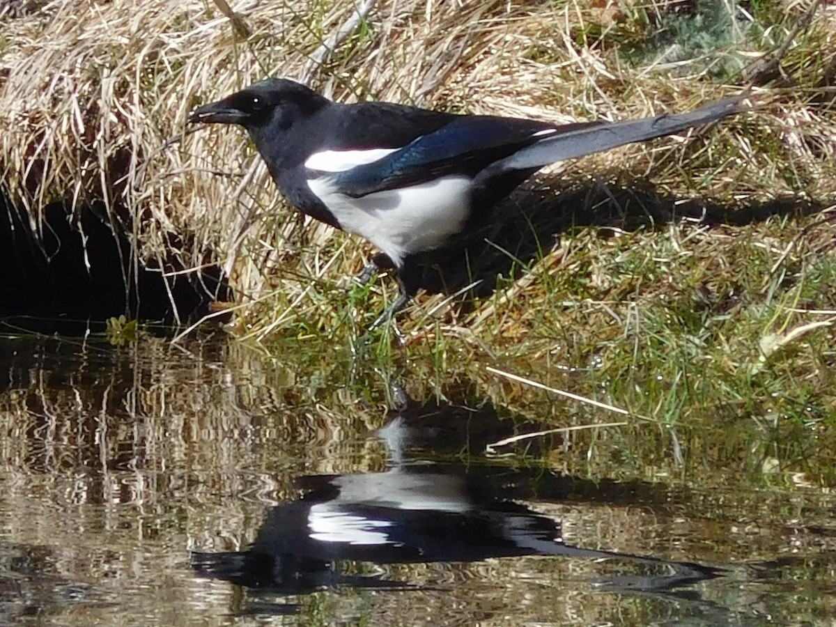 Black-billed Magpie - ML211052571