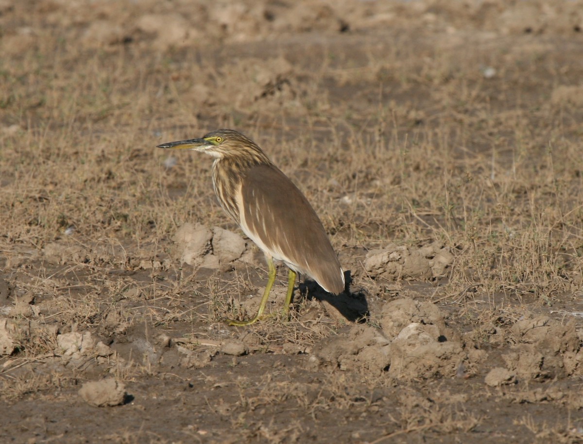 Indian Pond-Heron - ML21105291