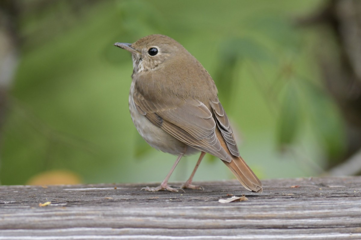 Hermit Thrush - ML211054391