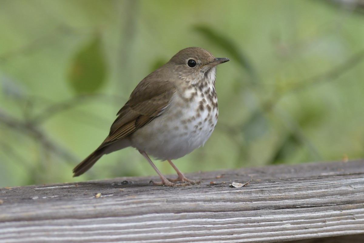 Hermit Thrush - ML211054401