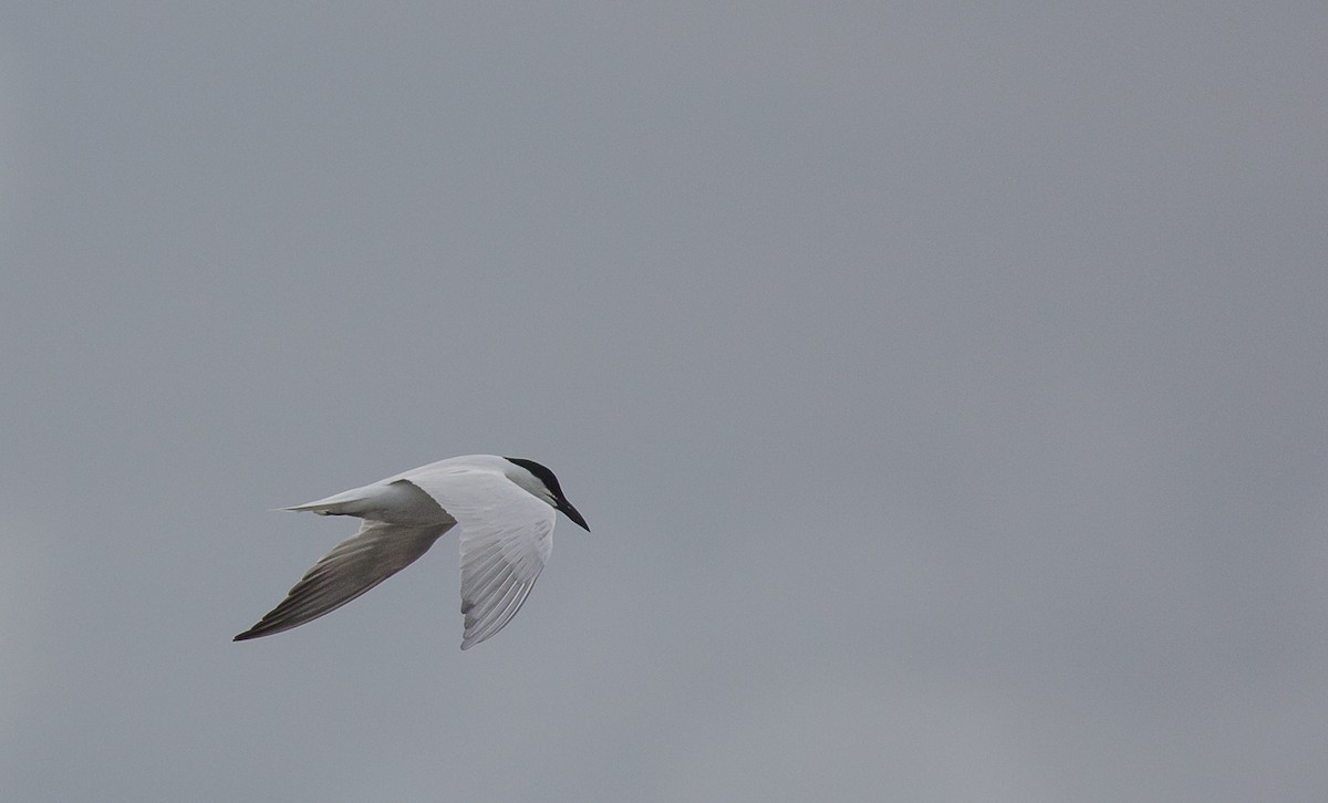 Australian Tern - ML211057951