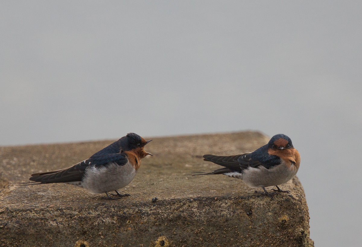 Welcome Swallow - ML211058091