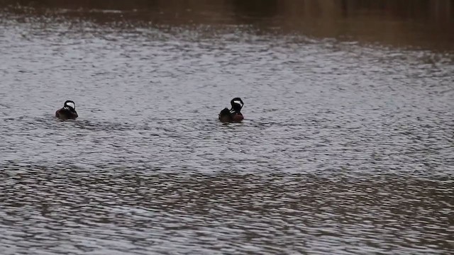 Hooded Merganser - ML211058681