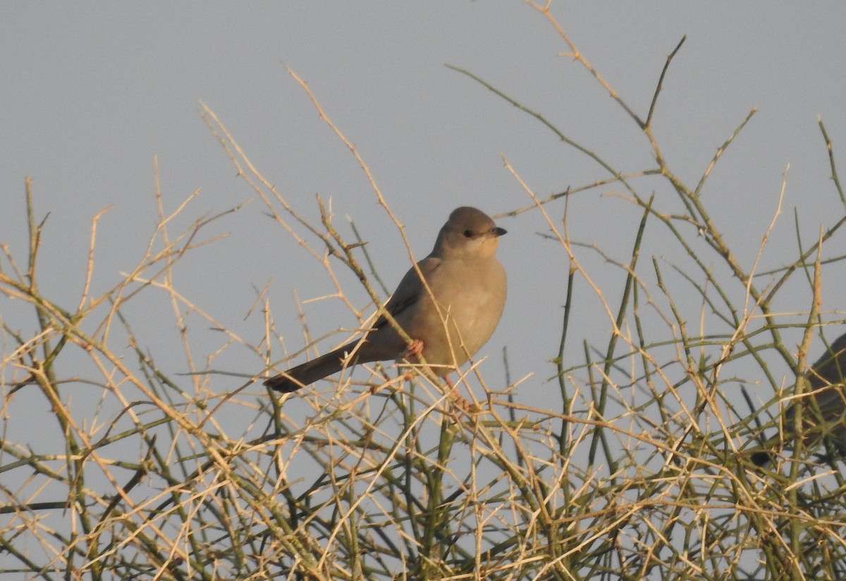 חיוורנית - ML211059311