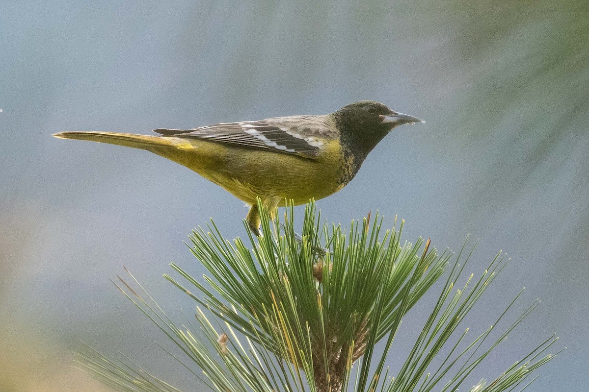 Oriole jaune-verdâtre - ML211059541