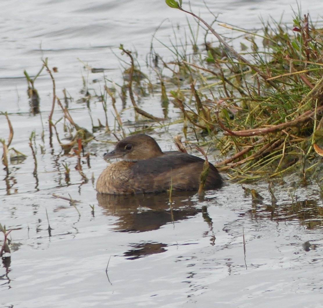 Pied-billed Grebe - Shelia Hargis