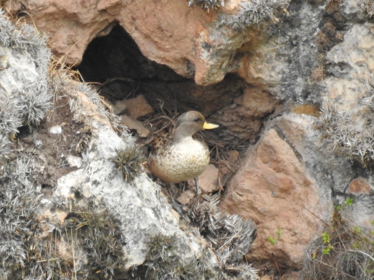 Yellow-billed Teal - ML211062431