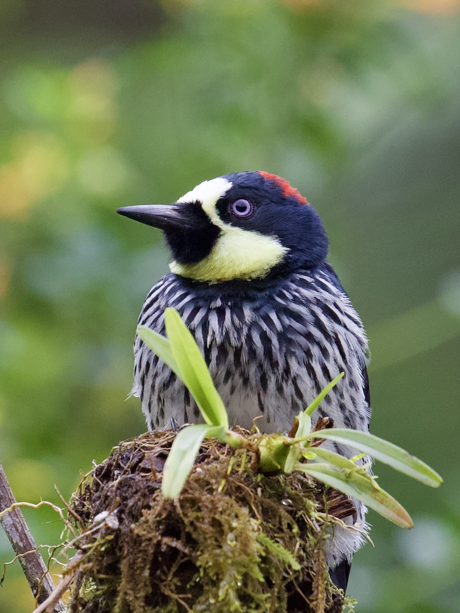 Acorn Woodpecker - ML211062531