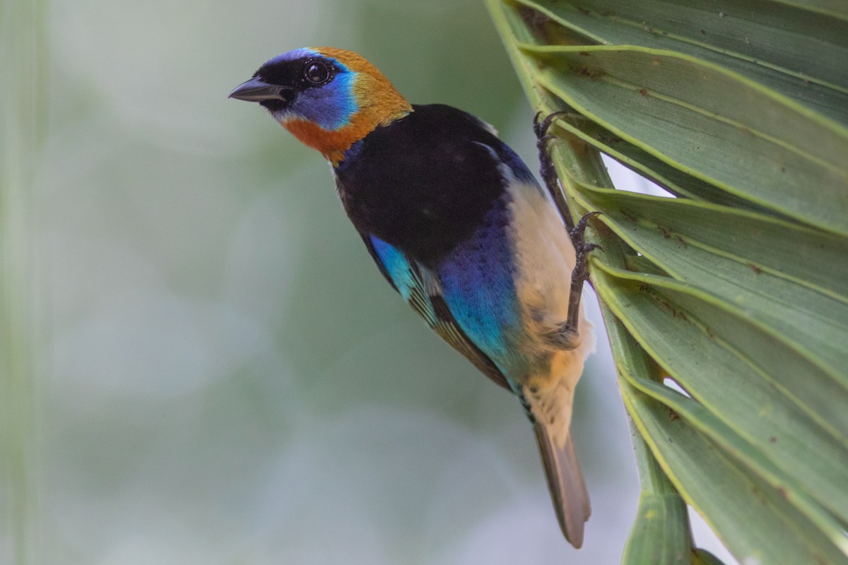 Golden-hooded Tanager - ML211063481