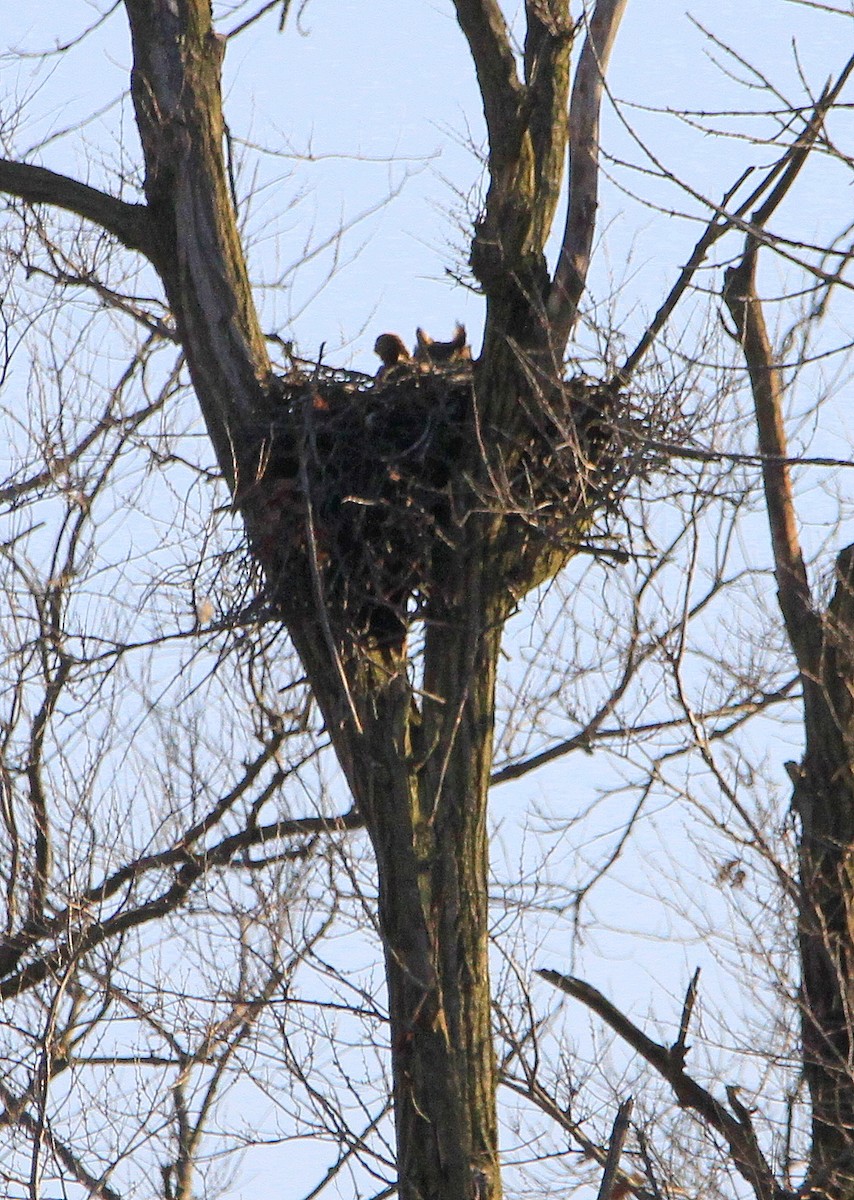 Great Horned Owl - ML211063951