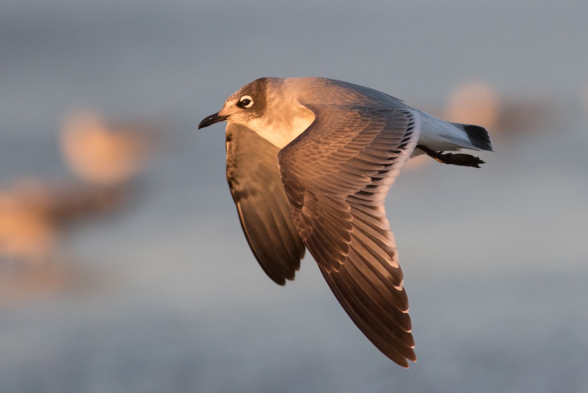 Franklin's Gull - Tom Johnson