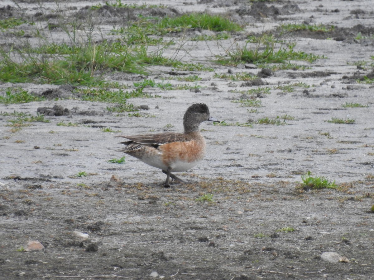 American Wigeon - ML211064601