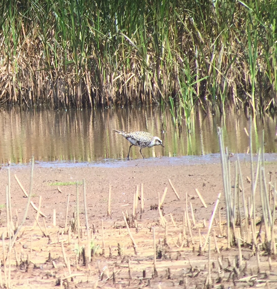 American Golden-Plover - Chris Payne