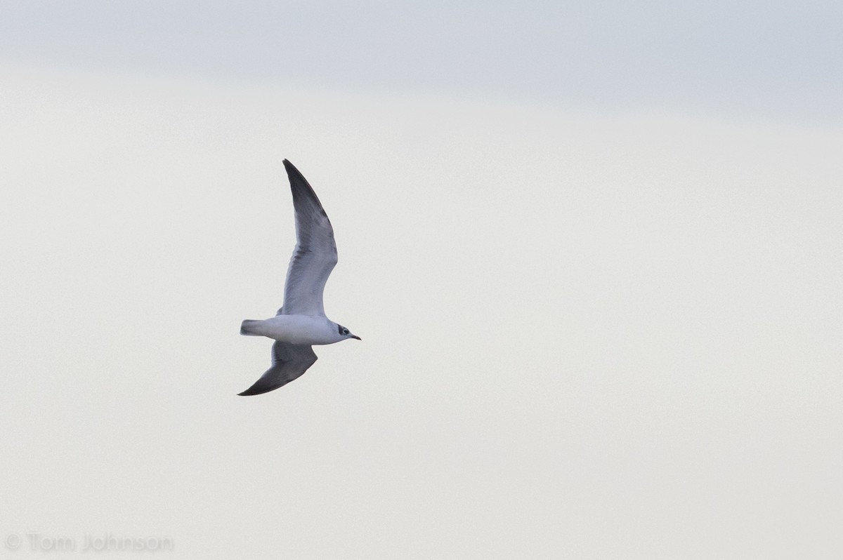 Franklin's Gull - Tom Johnson