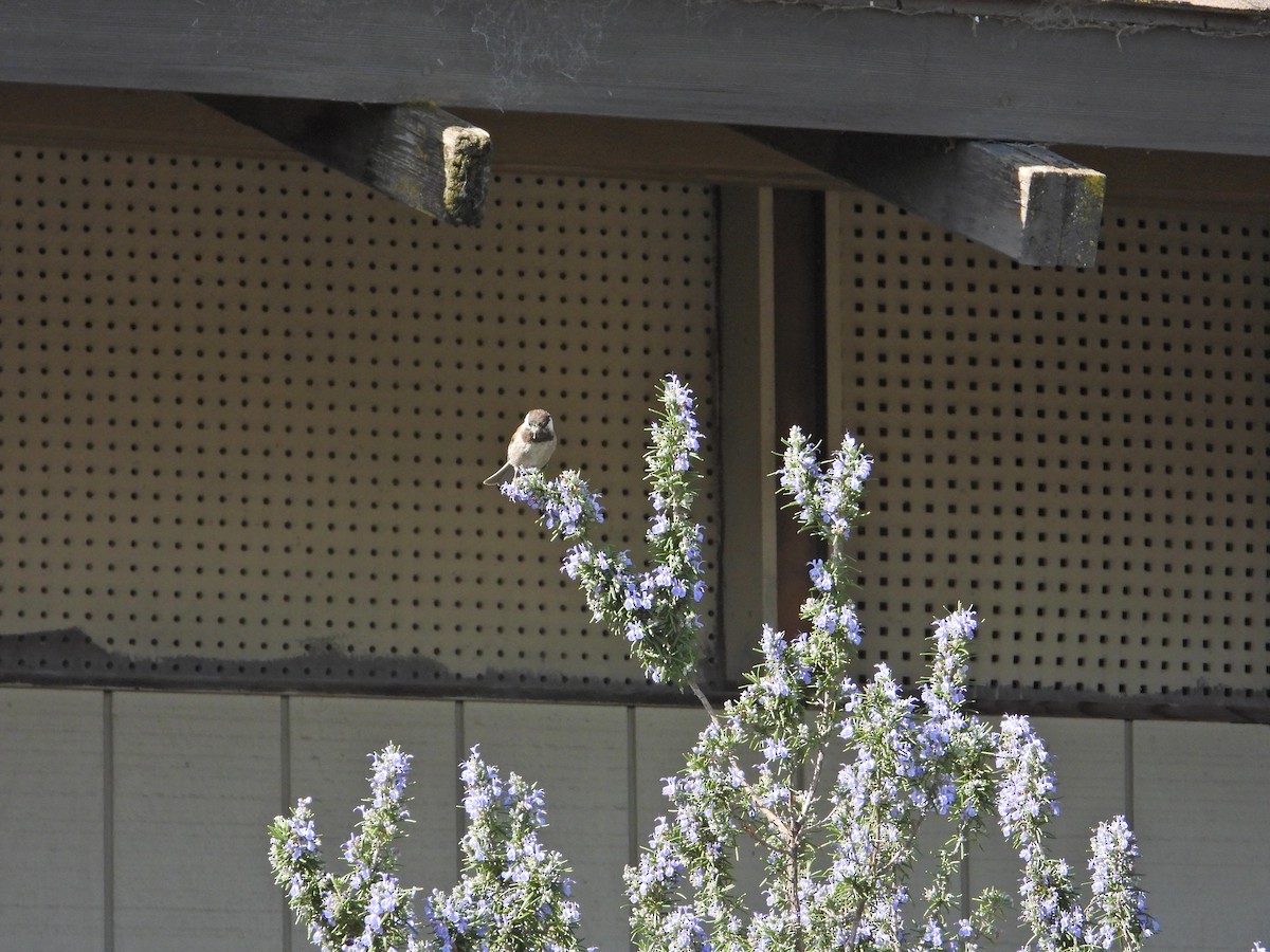 Chestnut-backed Chickadee - ML211068251