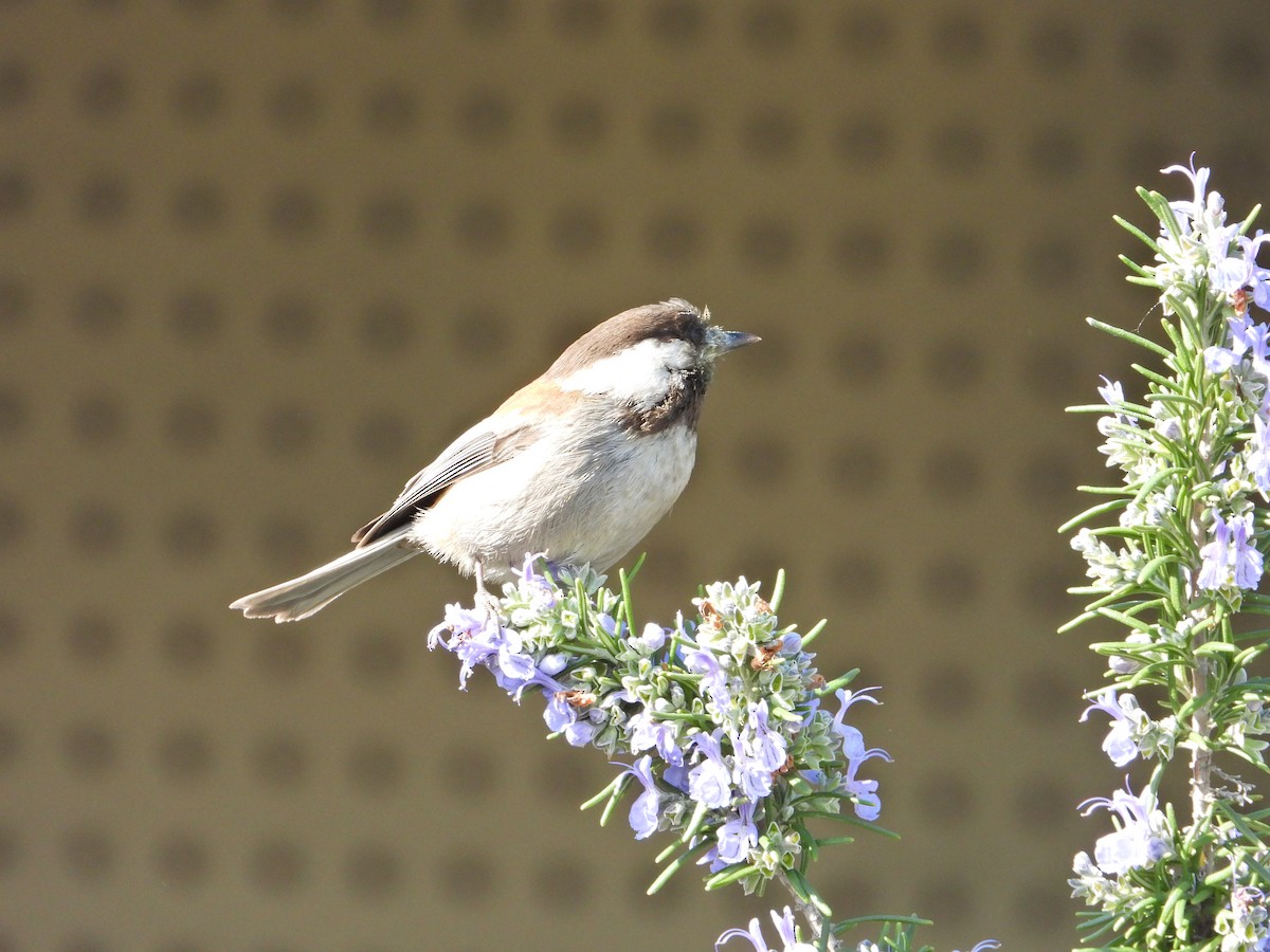 Chestnut-backed Chickadee - ML211068261